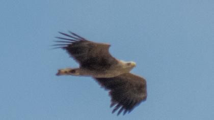 White-tailed Eagle