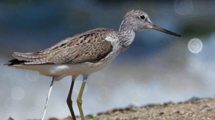 Common Greenshank