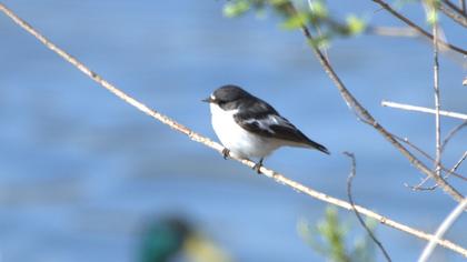Semicollared Flycatcher
