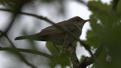 Olive-tree Warbler