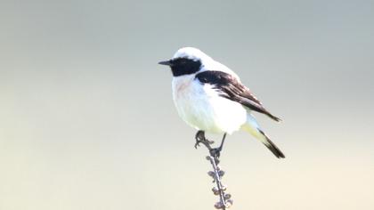 Black-eared Wheatear