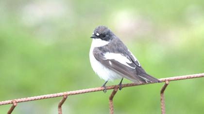 European Pied Flycatcher