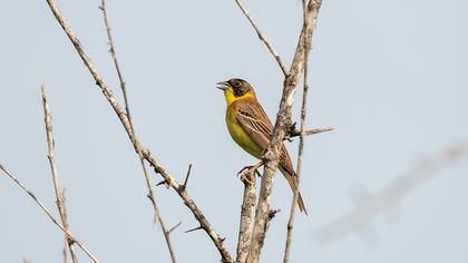 Karabaşlı kirazkuşu
