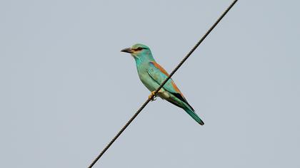 European Roller
