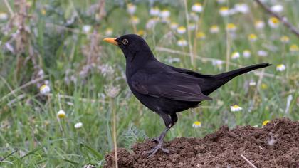 Common Blackbird