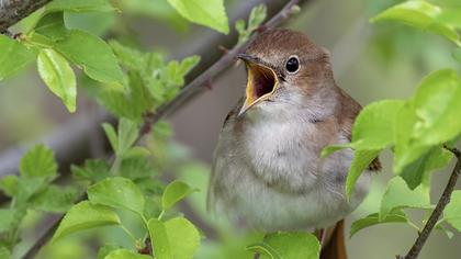 Common Nightingale