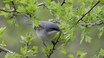 Lesser Whitethroat