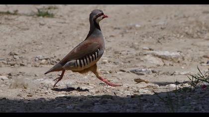 Chukar Partridge