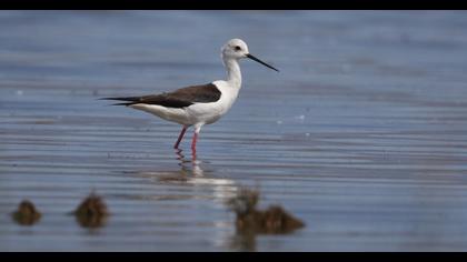 Black-winged Stilt