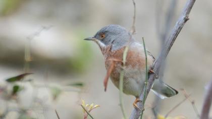 Subalpine Warbler