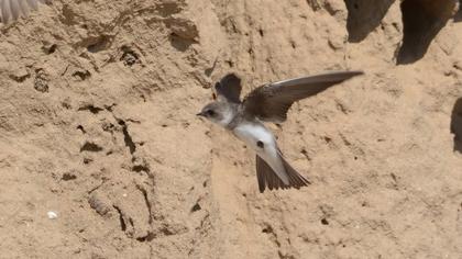 Sand Martin