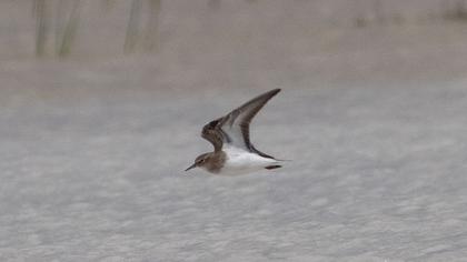 Temminck`s Stint