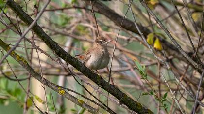 Rufous-tailed Scrub Robin