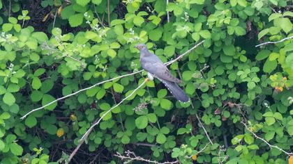 Common Cuckoo