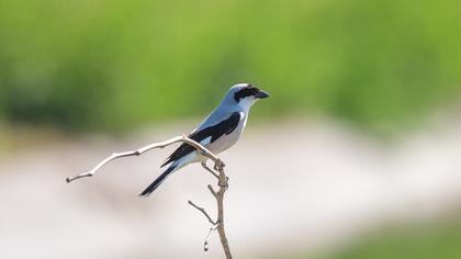 Lesser Grey Shrike