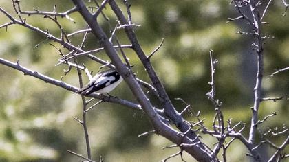 Collared Flycatcher