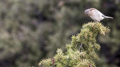 Common Linnet