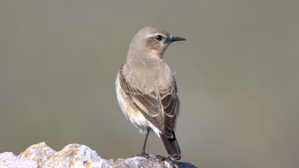 Northern Wheatear