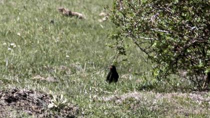 Common Blackbird