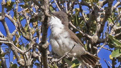 Eastern Orphean Warbler