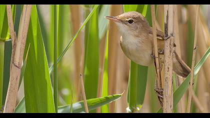 Eurasian Reed Warbler