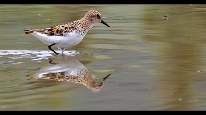 Little Stint