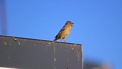 House Sparrow
