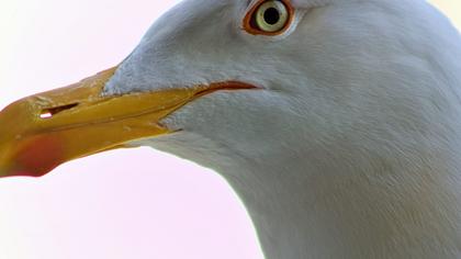 Yellow-legged Gull