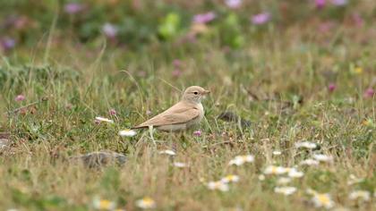 Bar-tailed Lark