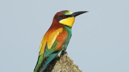 European Bee-eater