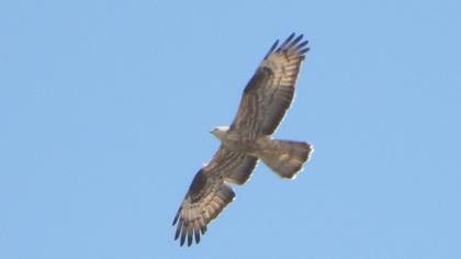 European Honey Buzzard