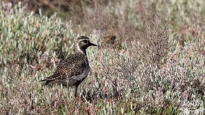 European Golden Plover
