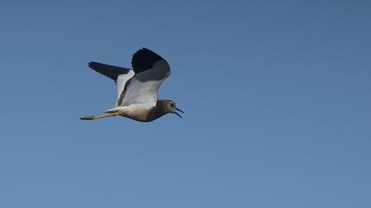 White-tailed Lapwing