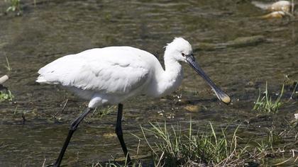 Eurasian Spoonbill