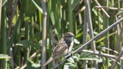 Kındıra kamışçını