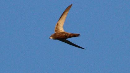 Common Swift