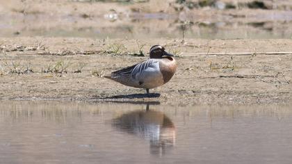 Garganey