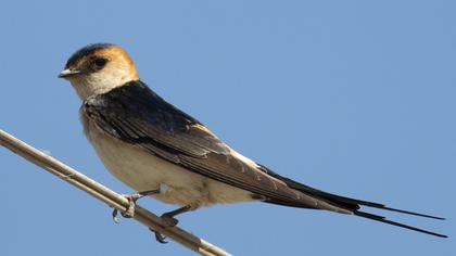 Kızıl kırlangıç