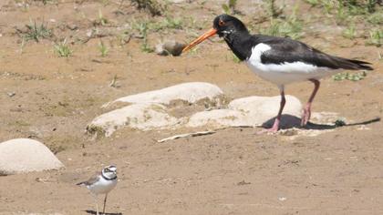 Eurasian Oystercatcher