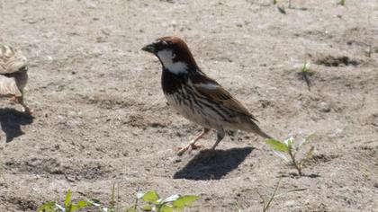 Spanish Sparrow