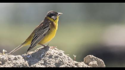 Black-headed Bunting