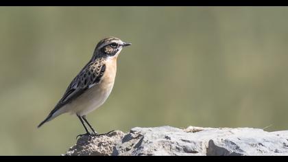 Whinchat