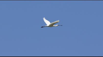 Eurasian Spoonbill