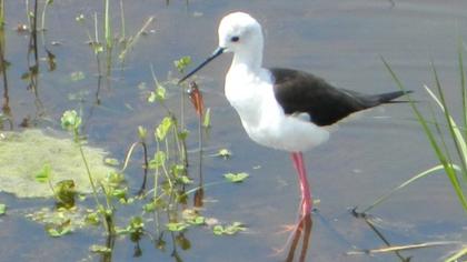 Black-winged Stilt