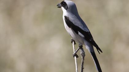 Karaalınlı örümcekkuşu