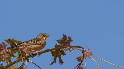Ortolan Bunting