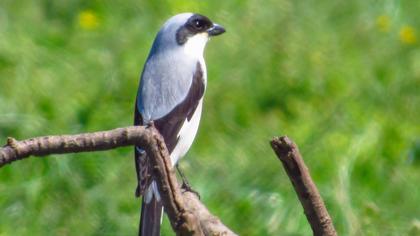 Lesser Grey Shrike