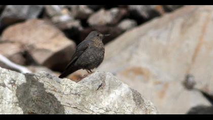 Blue Rock Thrush