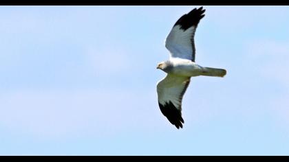 Hen Harrier