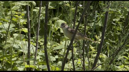 Great Reed Warbler